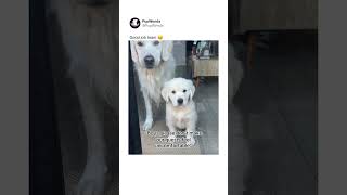 Nasty Little Dog Humps Big Dog Making Guests Uncomfortable nasty goldenretriever puppy funny [upl. by Kronfeld681]