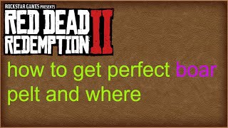 red dead redemption 2 where to find perfect boar pelt [upl. by Nnylatsyrc]