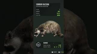 My First💎 Raccoon thehuntercallofthewild cotw [upl. by Stevy]