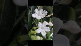 Jasmine Stephanotisfloribundabeautiful flower vine fragrant blooms garden love gardening [upl. by Dyan652]