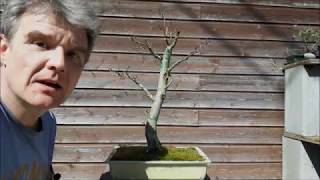 Fagus Sylvatica Bonsai 6 [upl. by Yensehc]