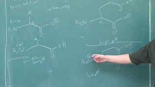 Organic chemistry Amino acids and peptides 2 [upl. by Lean880]