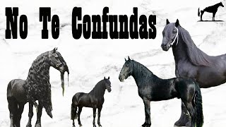 No Son Frisones son Razas Idénticas quotGemelasquot Del Frisón 🐴Del Cerro Soy [upl. by Felizio]