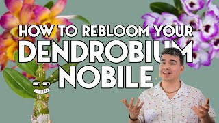 Dendrobium nobile care for beginners   Orchids 101   Keep your Dendrobium alive [upl. by Blinni]