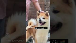 DIRECT IMPORT FROM SERBIA 🇷🇸  BEST AKITA IN INDIA  inu japaneseakita akitainu akita [upl. by Alegnave]