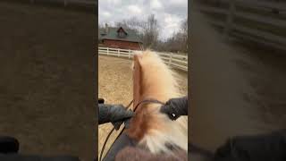 15 min rides  a trail ride 🔛🔝 horse equestrian haflinger horseriding eventing [upl. by Tristan]