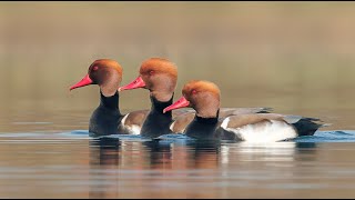 Red Crested Pochards in 4k nature birds wildlife 4k india [upl. by Bradeord]