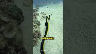 The Weirdly Beautiful World of Ribbon Eels shorts seaanimals animaldocumentary morayeel [upl. by Skillern414]