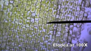 Elodea Plant Cells at 40x100x400x with Pond Water [upl. by Asiek]