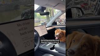 Tesla Dog Mode is a game changer [upl. by Dulcia199]