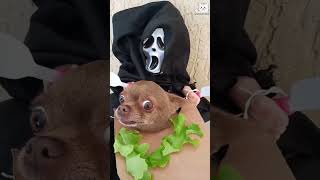 quotDogs and Their Priceless Expressionsquot funnypets funny petvideos funnypetsmoments funnyanimals [upl. by Sibyls897]