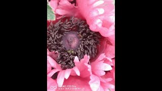 Oriental Pink Poppies Close ups Papaver orientale Pattys Plum [upl. by Brouwer]