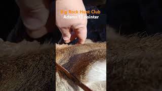 Adam Grant with his Harris County 13 pointer countrymusic deerhunting whitetaildeer hunting [upl. by Vershen]