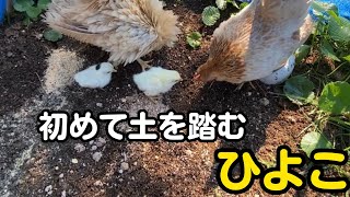 庭デビューしたヒヨコがウキウキでした🐤🐤【ニワトリ飼育】【ひよこ】 [upl. by Decker]