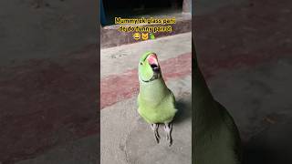 Mummy ek glass pani de do so funny😂🦜🐱😂shorts mithu parrot mummy cat catlover funnypets funny [upl. by Yrred]