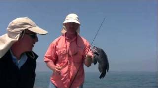 Jigging for Sea Bass with Bucktails and the Boa Jigr [upl. by Enoryt]