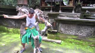 Monkeys attack tourist in Ubud Bali [upl. by Poyssick]