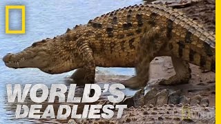 Croc Attack  Worlds Deadliest [upl. by Evyn]