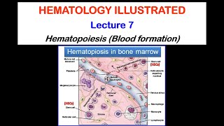 Hematology Lecture 72020 [upl. by Willms]