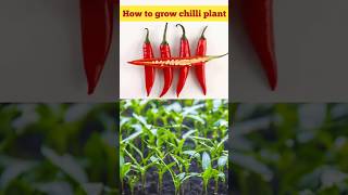 How to grow chille plantgarden shorts short shortvideo chilli how grow gardening [upl. by Ttnerb]