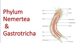 Phylum Nemertea and Gastrotricha  Bsc 1st year [upl. by Aivalf317]