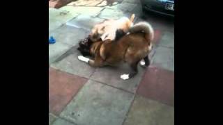 Akita vs german shepherd play fight [upl. by Clarence]