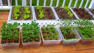 How to start a Container Garden from Seed Easy STEP by STEP grow vegetables plant organic [upl. by Jaddan]