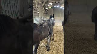 Percherons d’un an  stallion cheval percheron [upl. by Anyah]