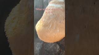 Is this mushroom edible [upl. by Klug]