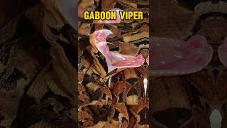 Gaboon Viper Snake shorts [upl. by Arval]