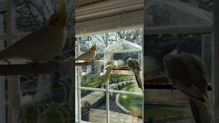 My birds LOVE this window bird feeder ❤️ [upl. by Bernardine]