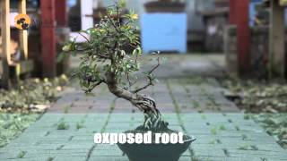 How to make bonsai tree Bonsai Styles for beginners [upl. by Malha]