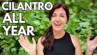 Growing Cilantro amp How to Keep it Growing Year Round [upl. by Iene]