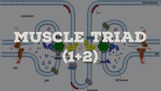 muscle triad [upl. by Domenico535]