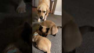 Cat comforts crying puppy while mom takes a break [upl. by Aneehsram]