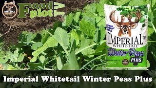 Whitetail Institute Winter Peas PLUS Food Plot Seed Blend [upl. by Akimert]