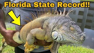 New Florida State Record iguana Caught How Big is He [upl. by Odraner99]