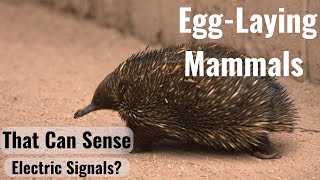 Platypus and Echidnas the EggLaying Mammals [upl. by Madid]