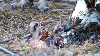 Hatching 2022 Dyfi Osprey Project [upl. by Jecho879]