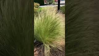 Mexican feather grass Stipa tenuissima my favorite grass [upl. by Rakia152]