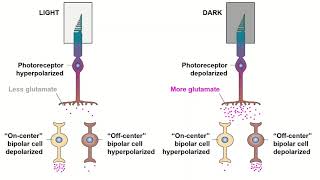 Receptive Fields and ONOFF Center Bipolar Cells [upl. by Leena]