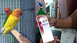 Vidaylin syrup for my birds vitamin ABampD course before breeding season\ Aftab Ahmed Vlog [upl. by Rutan]