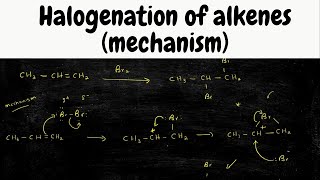 halogenation of Alkenes mechanism  addition of Br2 [upl. by Alpheus370]