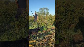 Deutsch Drahthaar amp Quail Hunting 🎬 youtubeshorts keşfet [upl. by Margarita]