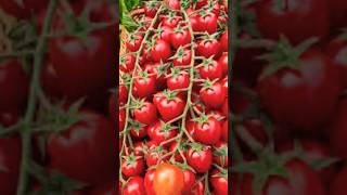 New Tomato Tree Planting Methods to Harvesting Tomatos shorts satisfying farming [upl. by Atnad882]