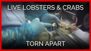 Exposé Live Lobsters Crabs Torn Apart [upl. by Axia]