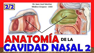 🥇 CAVIDAD NASAL 2 22 ¡Explicación Fácil y Sencilla Divisiones Irrigación e Inervación [upl. by Ariamat]