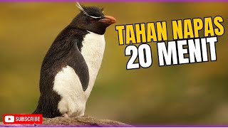 PENGUIN KAISAR MAMPU MENYELAM HINGGA 500 METER [upl. by Sethi]