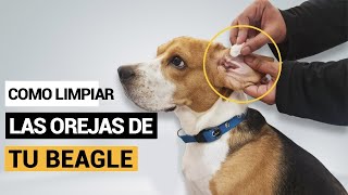 ¿Cómo limpiar los oídos de mi beagle [upl. by Ttam770]