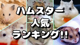 ハムスター人気ランキング 飼いやすい種類や性格は？ [upl. by Estelle]